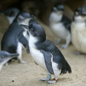 If You Can Get 16/22 on This Science Test, I’ll Be Seriously Impressed Fairy penguin