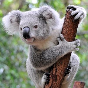 Which Male Australian Celeb Do You Belong With? Quiz Koala