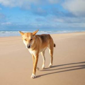 Which Male Australian Celeb Do You Belong With? Quiz Dingo