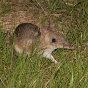 Which Male Australian Celeb Do You Belong With? Quiz Bandicoot