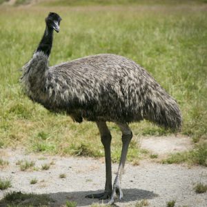 Green Trivia Quiz Emu