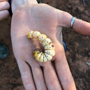 Which Male Australian Celeb Do You Belong With? Quiz Witchetty grub