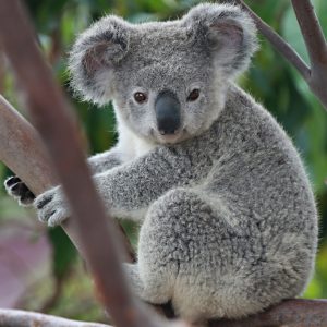 This 25-Question Mixed Trivia Quiz Was Made to Prevent You from Passing. Can You Beat the Odds? Koala bear