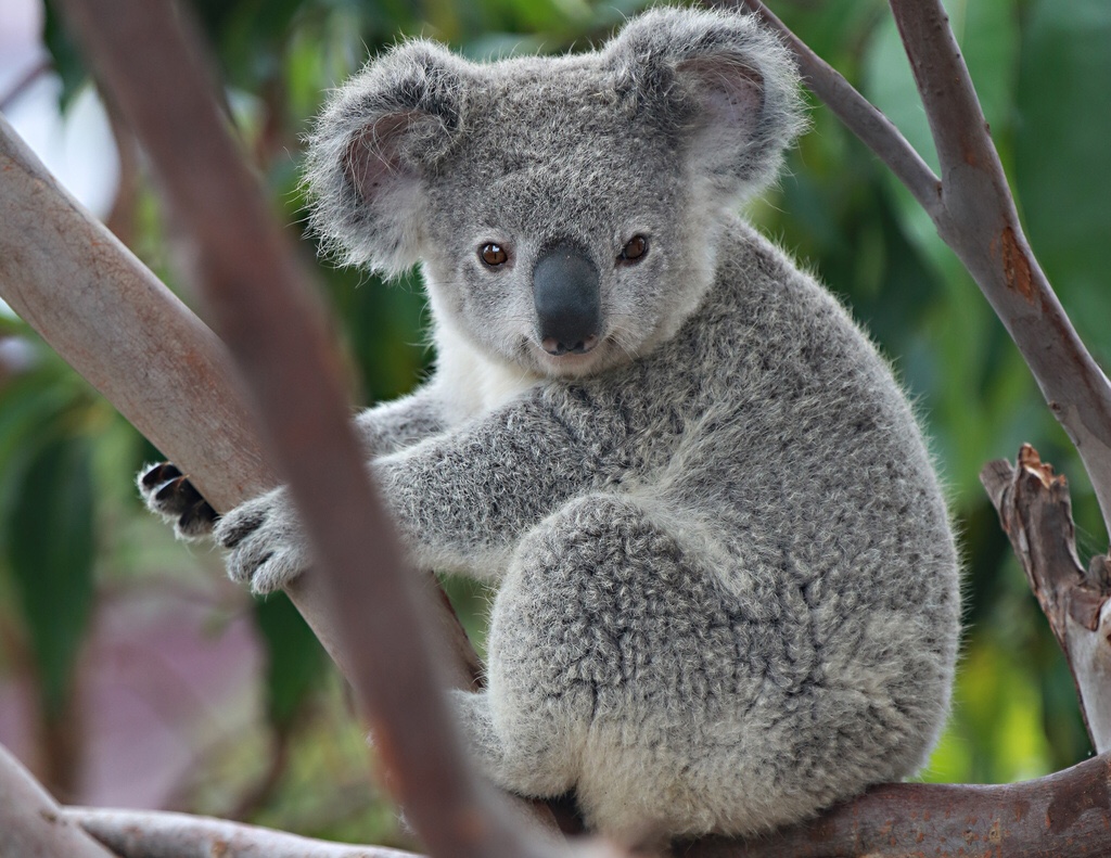 🦒 I Bet You Can’t Spell the Names of 10/20 of These Common Animals koala bear