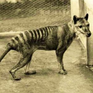 Everyone Has a Decade They Belong in — This Is Yours Tasmanian tiger