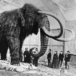 Everyone Has a Decade They Belong in — This Is Yours Woolly mammoth
