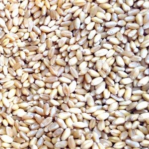 Salad Trivia Quiz Barley