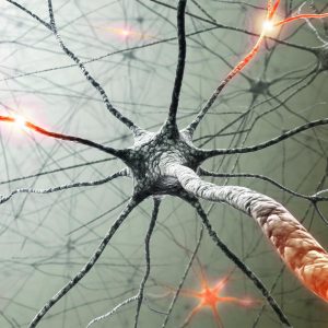 If You Can Get 15 On This Quiz On Your First Try, You Definitely Know A Lot About Human Body Nervous system