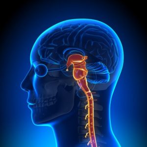 Could You Actually Graduate From High School? Quiz Brain and spinal cord