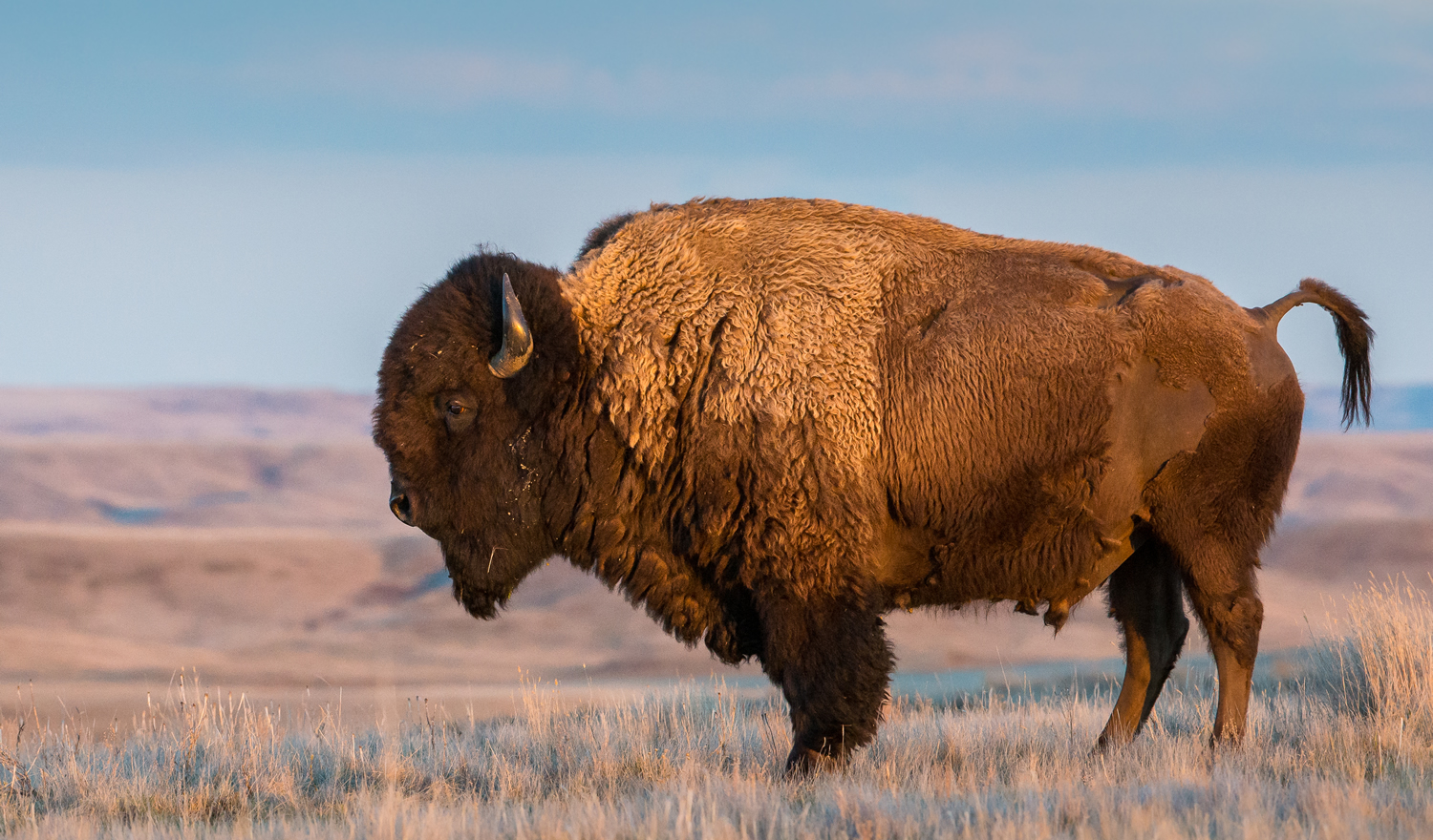 Are You a Master of General Knowledge? Take This True or False Quiz to Find Out bison