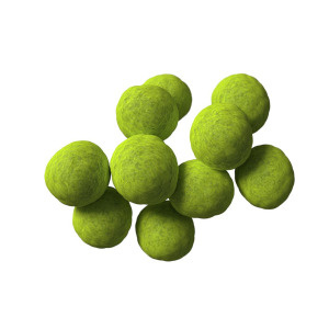 Can You Pass a High School Science Exam? Coccus