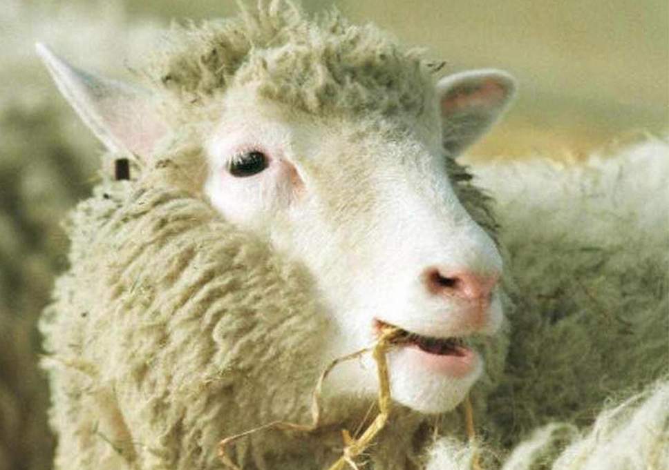 1990s Trivia Dolly the sheep