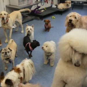 💼 This Quick Career Test Will Reveal Whether You Are an Introvert or an Extrovert Pet daycare owner