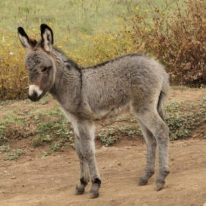 Can You Beat Your Friends in This “Jeopardy!” Quiz? What is a donkey?