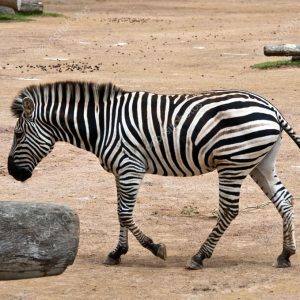 Can You Beat Your Friends in This “Jeopardy!” Quiz? What is a zebra?