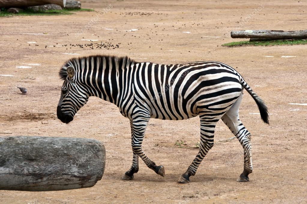 Can You Match These Animals With Their Natural Food Source? Zebra