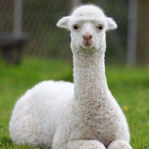 Can You Beat Your Friends in This “Jeopardy!” Quiz? What is a llama?