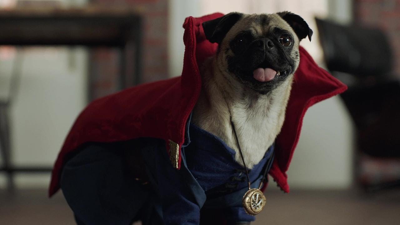 Everyone Has an Avenger They Belong With — Here’s Yours pet dressed as an Avenger