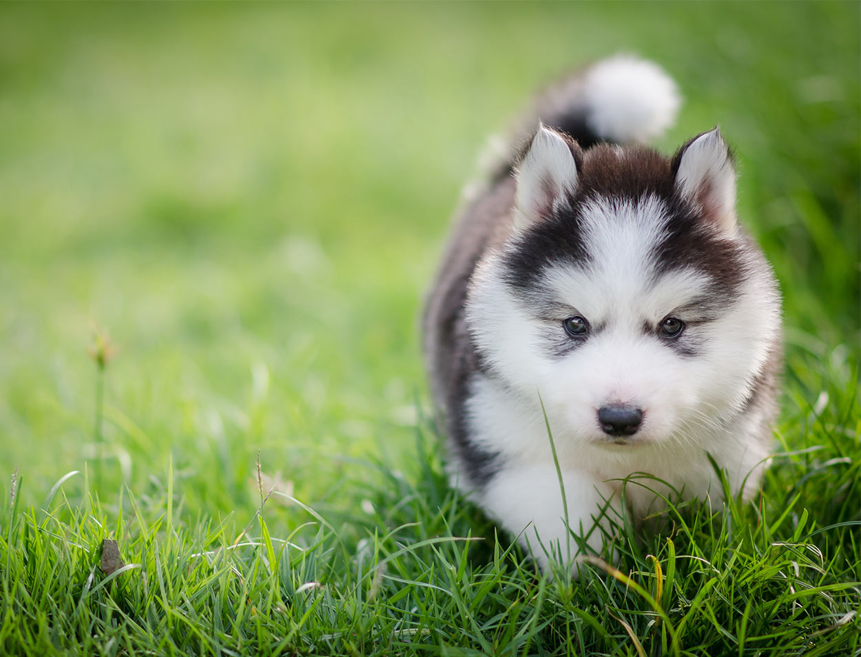 🐰 Pick Some Baby Animals and We’ll Reveal Your Introvert/Extrovert Status cute puppy