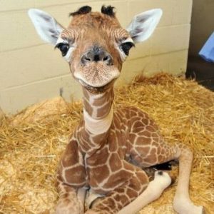 Pick Baby Animals To Know Your Introvert/Extrovert Stat… Quiz 