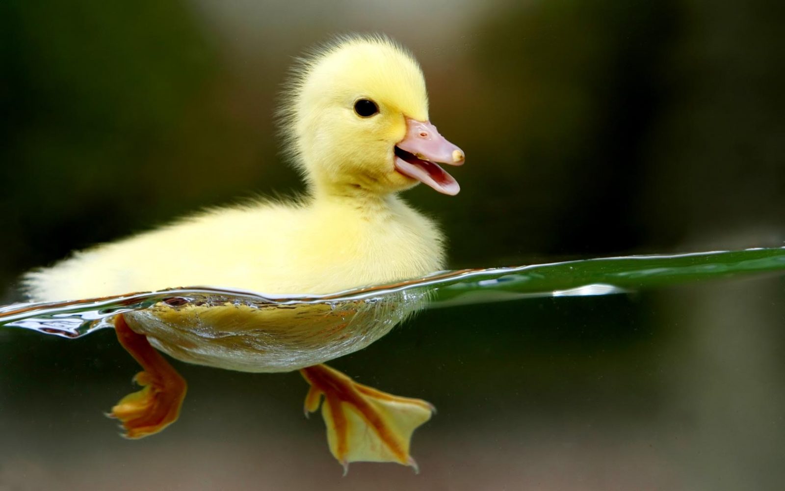 cute duckling