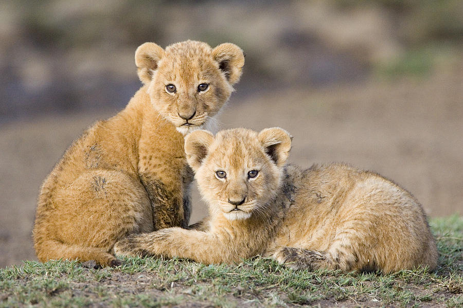 🐰 Pick Some Baby Animals and We’ll Reveal Your Introvert/Extrovert Status cute lion cub