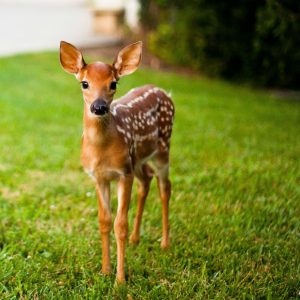 Pick Baby Animals To Know Your Introvert/Extrovert Stat… Quiz 