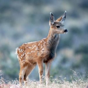 Pick Baby Animals To Know Your Introvert/Extrovert Stat… Quiz 