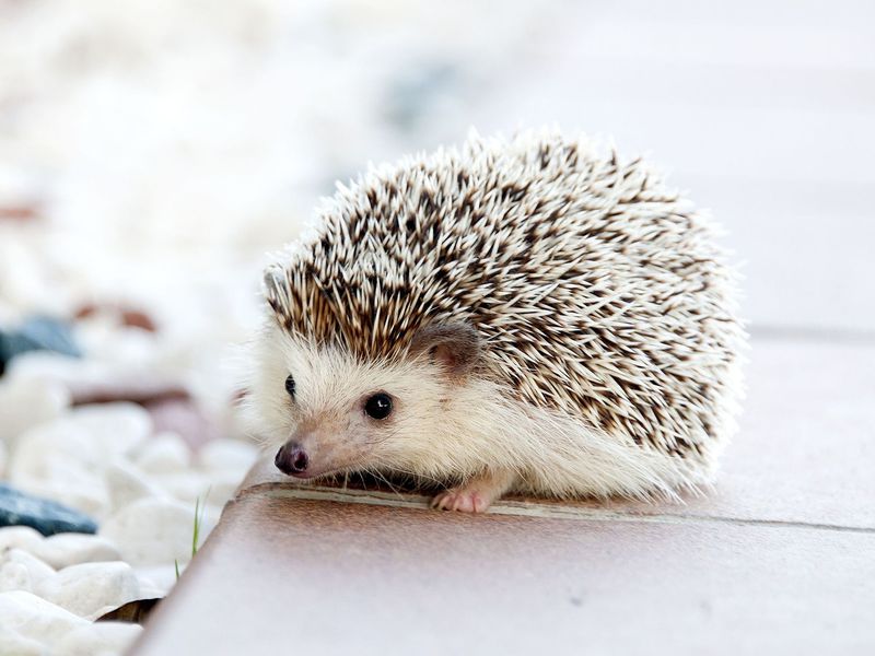 Unfortunately, Only 10% Of the Population Will Be Able to Score 100% On This Science Quiz baby hedgehog