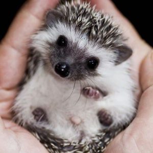 Pick Baby Animals To Know Your Introvert/Extrovert Stat… Quiz 