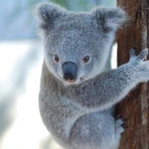 People With a High IQ Will Find This General Knowledge Quiz a Breeze Koalas