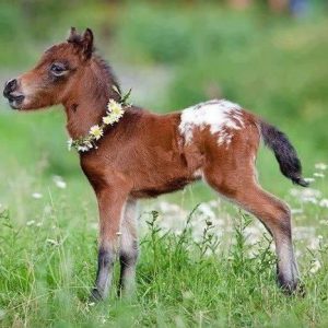 Pick Baby Animals To Know Your Introvert/Extrovert Stat… Quiz 