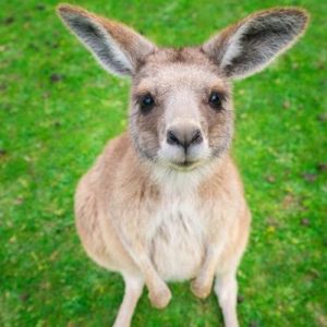 What Continent Should I Live In? Kangaroo