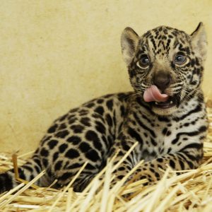 Pick Baby Animals To Know Your Introvert/Extrovert Stat… Quiz 