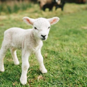 Which Easter Candy Are You? Quiz Lamb