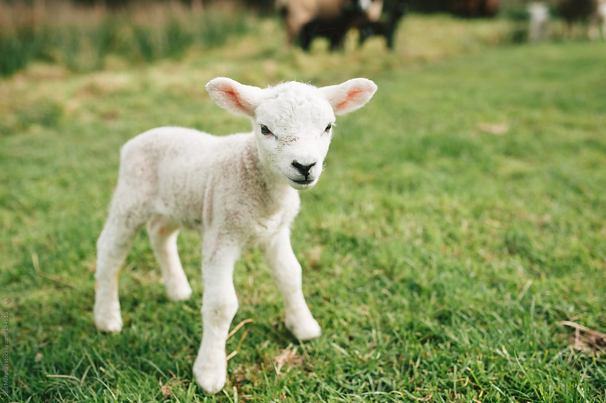 🐰 Pick Some Baby Animals and We’ll Reveal Your Introvert/Extrovert Status baby lamb