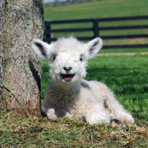 Easter Trivia Quiz Lamb