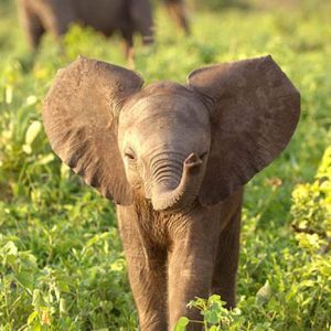 Pick Baby Animals To Know Your Introvert/Extrovert Stat… Quiz 