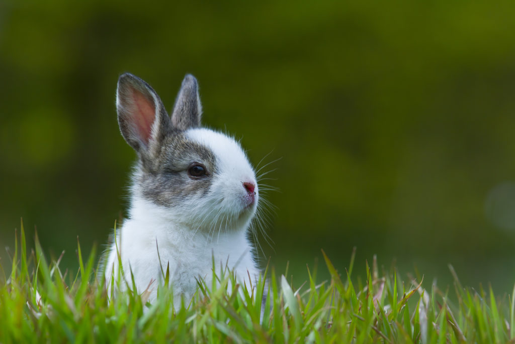 🐰 Pick Some Baby Animals and We’ll Reveal Your Introvert/Extrovert Status baby bunny