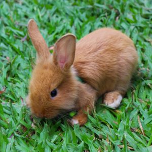 🐰 Pick Some Baby Animals and We’ll Reveal Your Introvert/Extrovert Status 