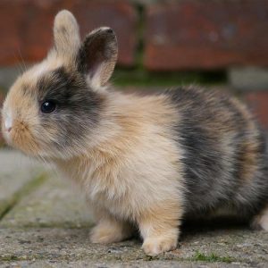 🐰 Pick Some Baby Animals and We’ll Reveal Your Introvert/Extrovert Status 