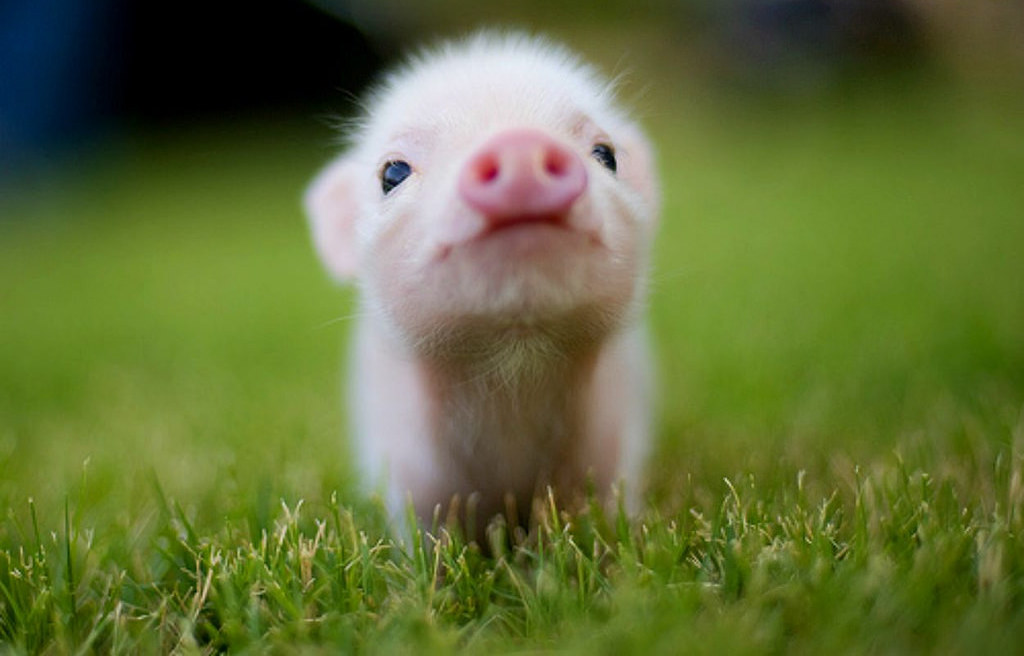 🐰 Pick Some Baby Animals and We’ll Reveal Your Introvert/Extrovert Status piglet