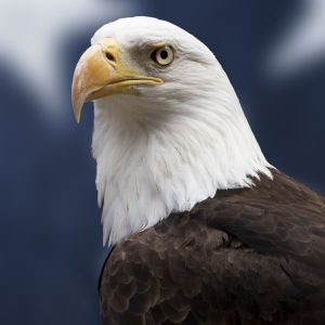 Which Three Marvel Characters Are You A Combo Of? Quiz Bird