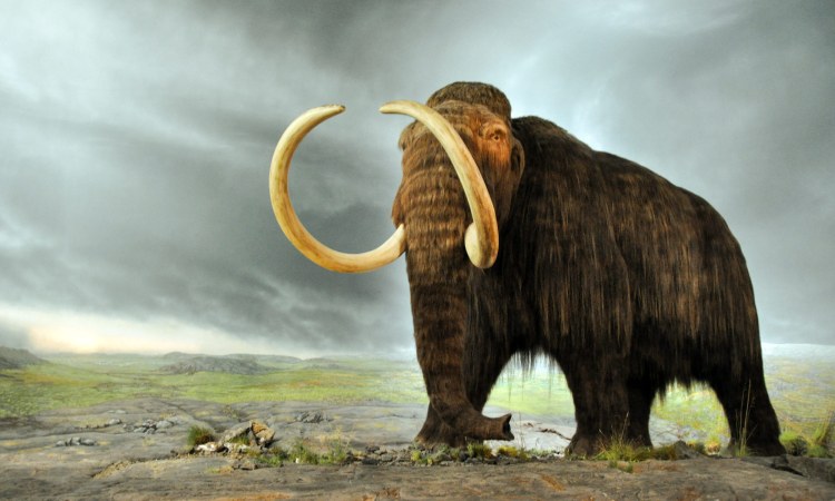 Everyone Has a Badass Woman from History Who Matches Their Personality — Here’s Yours Woolly mammoth