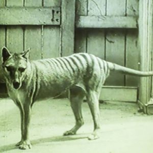 Everyone Has a Badass Woman from History Who Matches Their Personality — Here’s Yours Tasmanian tiger