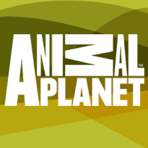 Do You Have The Smarts To Win This Game Of Jeopardy!? Quiz What is Animal Planet?