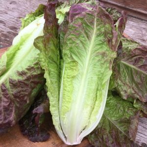 🍔 How You Order Your Burgers Will Determine How Tall You Are Romaine