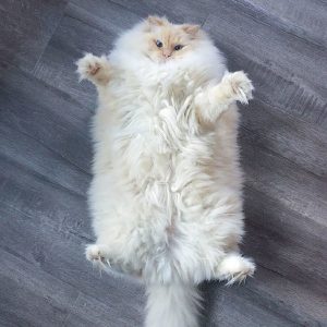 😺 How Much Of A Cat Person Are You? Quiz No