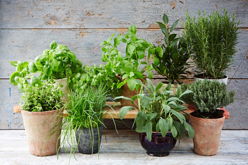 👵 If You Have 12/23 of These Things at Home, Then You’re Definitely a Grandma Herbs
