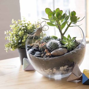Which Frozen Treat Are You? Quiz Terrarium building